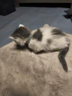 1 Maine Coon kattin, Dieren en Toebehoren, Katten en Kittens | Raskatten | Langhaar, Meerdere dieren, Gechipt, 0 tot 2 jaar