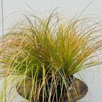 Siergras, Siergrassen, zegge, pampasgras, met korting, Tuin en Terras, Planten | Tuinplanten, Ophalen of Verzenden, Vaste plant
