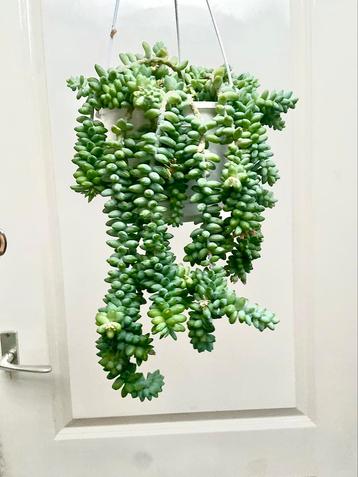 Sedum morganianum stekjes beschikbaar voor biedingen