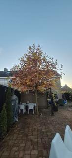 Dakplataan - Zelf uitgraven!, Tuin en Terras, Planten | Bomen, Ophalen