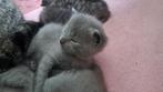 Britse korthaar kittens, Dieren en Toebehoren, Kater