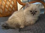 Heilige Birmaan kittens met stamboom, Dieren en Toebehoren, Katten en Kittens | Raskatten | Langhaar, Poes, Met stamboom