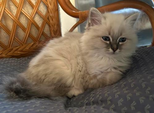Heilige Birmaan kittens met stamboom, Dieren en Toebehoren, Katten en Kittens | Raskatten | Langhaar, Poes, Met stamboom
