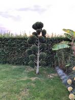 Speciaal Gesnoeide Conifeer met Bollen, Tuin en Terras, Bloeit niet, Overige soorten, 100 tot 250 cm, Ophalen
