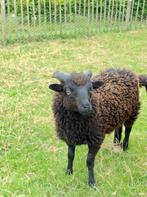 Ouessant stamboek rammetjes, Dieren en Toebehoren, Mannelijk, Schaap, 0 tot 2 jaar
