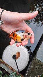 Ranchu goudvis, Dieren en Toebehoren, Vissen | Vijvervissen, Goudvis(sen)