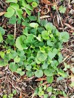Maarts viooltje inheemse voorjaarsbloeier, Tuin en Terras, Ophalen of Verzenden, Zomer, Overige soorten, Volle zon