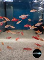 Puntius titteya albino – Sherry Barbeel albino, Dieren en Toebehoren, Vissen | Aquariumvissen, Vis, Zoetwatervis