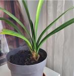 Clivia stekken, Ophalen, Overige soorten, Halfschaduw, Minder dan 100 cm