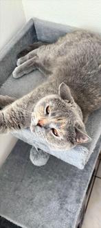 British shorthair poes zoekt nieuwe baas, Dieren en Toebehoren, Katten en Kittens | Raskatten | Korthaar, Poes, Gechipt, 3 tot 5 jaar