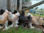 Jonge Brahma haantjes goud-zwart en wit-goud gezoomd, Dieren en Toebehoren, Pluimvee, Mannelijk, Kip