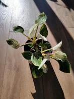 Philodendron Birkin, Overige soorten, Minder dan 100 cm, Groene kamerplant, Halfschaduw