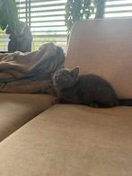 Britse Korthaar kittens, Dieren en Toebehoren, Katten en Kittens | Raskatten | Korthaar, Meerdere dieren, Ontwormd