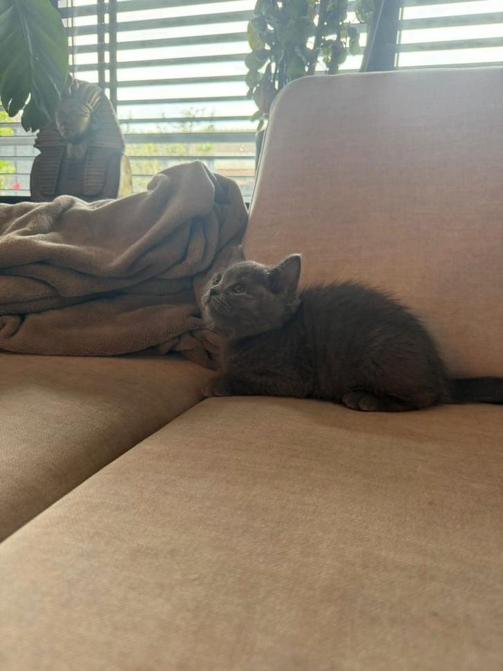 Britse Korthaar kittens, Dieren en Toebehoren, Katten en Kittens | Raskatten | Korthaar, Meerdere dieren, Ontwormd, Ingeënt