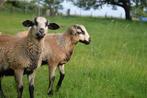 Maasduinen rammetjes, Mannelijk, Schaap