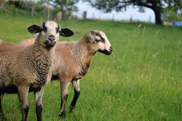 Maasduinen rammetjes beschikbaar voor biedingen