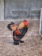 Brahma, Dieren en Toebehoren, Pluimvee, Mannelijk, Kip