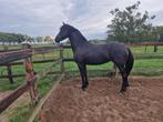 Fries / Friese jaarling merrie  Tiede 501 x Beart 411, Dieren en Toebehoren, Paarden, Merrie, Minder dan 160 cm, Gechipt, 0 tot 2 jaar