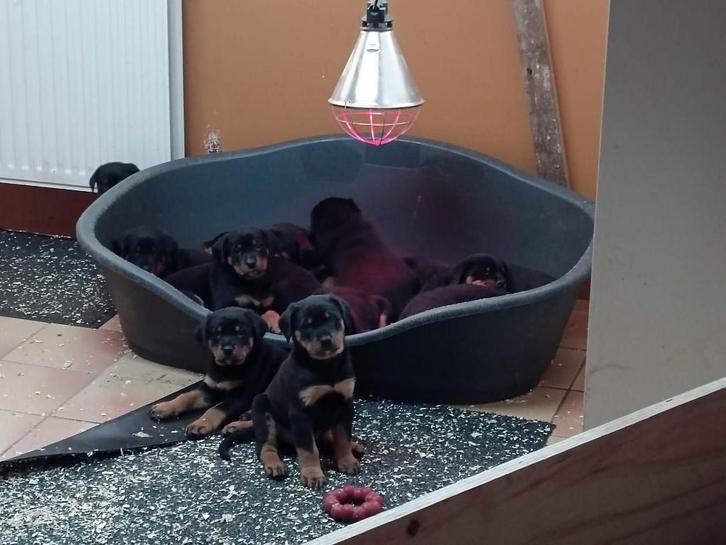 rottweiler pups, Dieren en Toebehoren, Honden | Bulldogs, Pinschers en Molossers, Meerdere dieren, Rottweiler, Particulier, Meerdere