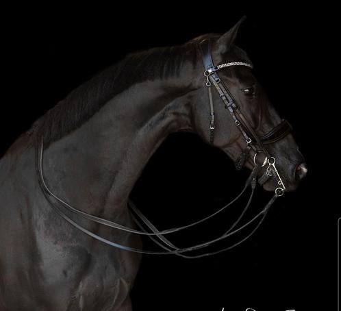 Nieuw Presteq Stang en trens hoofdstel Fayperform shine, Dieren en Toebehoren, Paarden en Pony's | Hoofdstellen en Tuigage, Nieuw