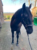 Super brave 3 jarige ruin, Dieren en Toebehoren, Paarden, Ruin, Recreatiepaard, 3 tot 6 jaar