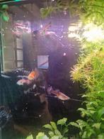 Baby guppen, Dieren en Toebehoren, Vissen | Aquariumvissen, Vis