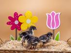 Australorp groot kuikens hennetjes, gesekst en ingeënt, Dieren en Toebehoren, Pluimvee, Vrouwelijk, Kip