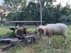 Quessant rammen van verschillende leeftijden., Dieren en Toebehoren, Schapen, Geiten en Varkens, Mannelijk, Schaap