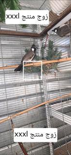 buulbuul, Dieren en Toebehoren