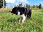 Border Collie dekreu zwartwit langhaar, Rabiës (hondsdolheid), Reu, 1 tot 2 jaar, Eén hond