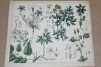 Antieke botanische kleurenlitho - Ranonkels & anemonen 1862!, Antiek en Kunst, Kunst | Litho's en Zeefdrukken, Ophalen of Verzenden