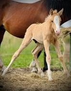 Prachtige c pony hengst, top afstamming!, Minder dan 160 cm, 0 tot 2 jaar, Gechipt, Onbeleerd