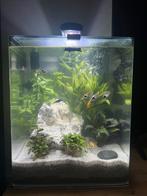 Aquarium 60l, Dieren en Toebehoren, Vissen | Aquaria en Toebehoren, Ophalen, Nieuw, Gevuld zoetwateraquarium