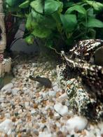 Mooie algeneters, Dieren en Toebehoren, Vissen | Aquariumvissen, Vis