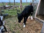 Black angus 50% vaars kalf, Dieren en Toebehoren, Vrouwelijk, 0 tot 2 jaar