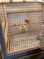 Spitsstaart kanari zebravink, Dieren en Toebehoren, Mannelijk, Kleurkanarie