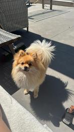Dekreu pomeriaan, Dieren en Toebehoren, Honden | Poolhonden, Keeshonden en Oertypen, Keeshond, Reu, CDV (hondenziekte), 1 tot 2 jaar