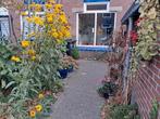 Gezocht een conifeer.., Bloeit niet, Halfschaduw, Minder dan 100 cm, Overige soorten
