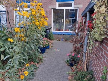 Gezocht een conifeer..  beschikbaar voor biedingen