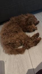 Toy poodle 20 weken, Dieren en Toebehoren, Honden | Chihuahua's en Gezelschapshonden, Poedel, Particulier, 15 weken tot 1 jaar