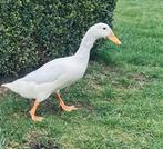 Vrouwelijke Indische loopeend wit, Dieren en Toebehoren, Pluimvee, Vrouwelijk, Eend