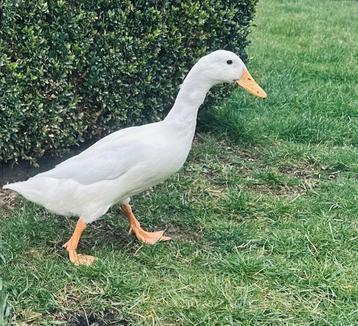 Vrouwelijke Indische loopeend wit beschikbaar voor biedingen