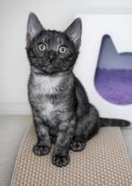 Bengaal kittens ,getest en met stamboom, Dieren en Toebehoren, Katten en Kittens | Raskatten | Korthaar, Meerdere dieren, Met stamboom