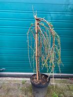 Larix Puli. Op stam van 60cm Japanse tuin. Bonzai, Tuin en Terras, Planten | Bomen, Overige soorten, Ophalen