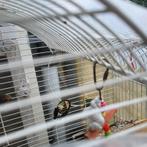 Pinty, Dieren en Toebehoren, Vogels | Kanaries, Meerdere dieren