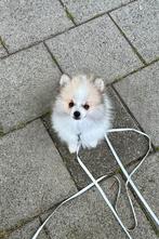 Pup Pomeriaan reu merle, Particulier, Keeshond, Rabiës (hondsdolheid), 15 weken tot 1 jaar