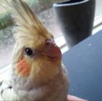 Gezocht! Oudere (hand)tamme parkiet, Vrouwelijk, Parkiet, Tam