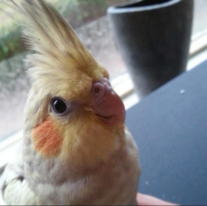 Gezocht! Oudere (hand)tamme parkiet, Dieren en Toebehoren, Vogels | Parkieten en Papegaaien, Parkiet, Vrouwelijk, Tam