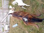 Nubische geiten en lammeren, Dieren en Toebehoren, Schapen, Geiten en Varkens, Meerdere dieren, Geit