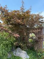 Grote Japanse Esdoorn, Tuin en Terras, Planten | Bomen, Ophalen, Bloeit niet, Halfschaduw, Overige soorten